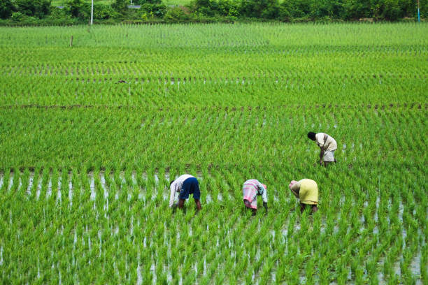 Ethiopian farmers using IndieCrop